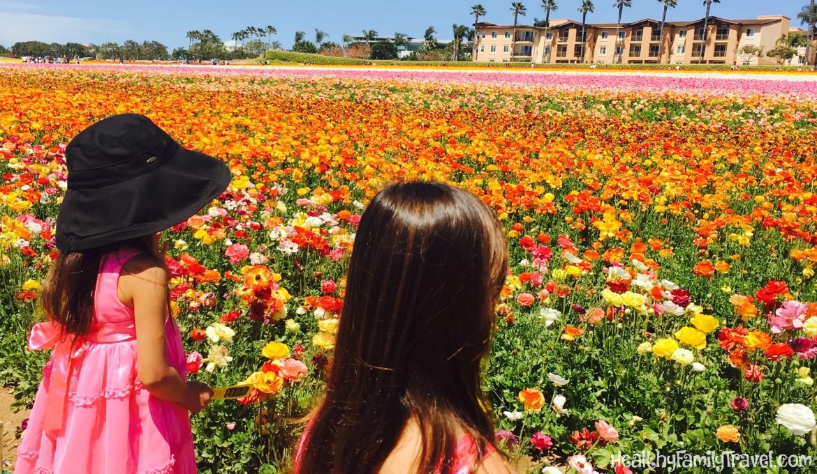 Welcoming Spring at The Flower Fields at Carlsbad Ranch