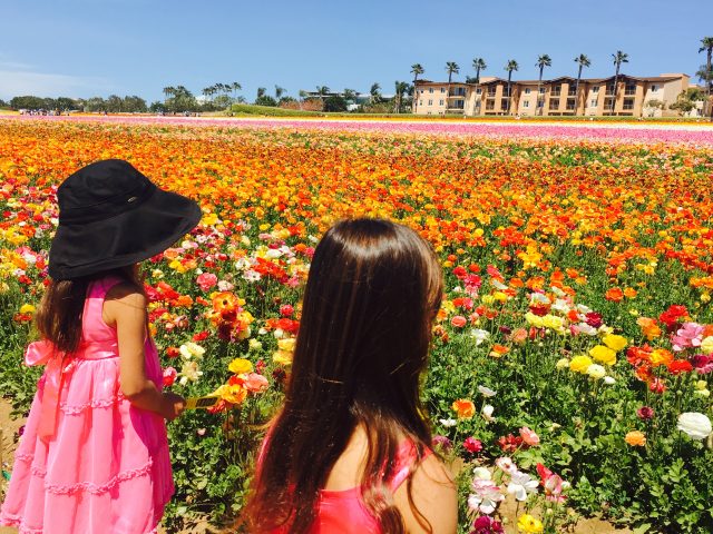 Welcoming Spring at The Flower Fields at Carlsbad Ranch